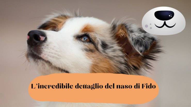 Guarda bene il naso del tuo cane Guarda bene il naso del tuo cane