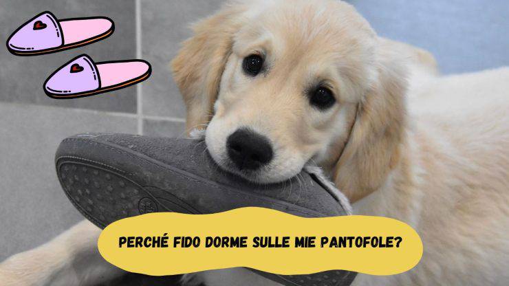 Il cane dorme sulle mie pantofole