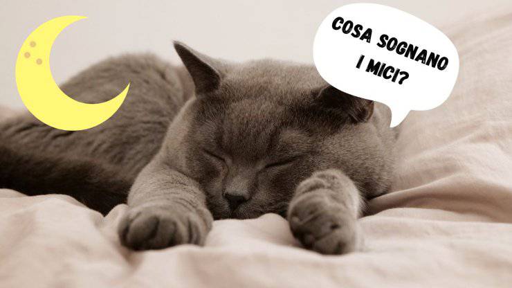 Cosa sognano i gatti Cosa sognano i gatti