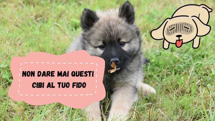 Non darli mai al tuo cane Non darli mai al tuo cane