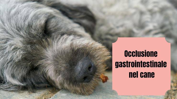 Occlusione gastrointestinale nel cane Occlusione gastrointestinale nel cane