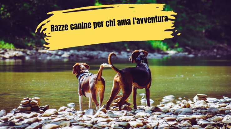 Razze di cani per chi ama l'avventura Razze di cani per chi ama l'avventura