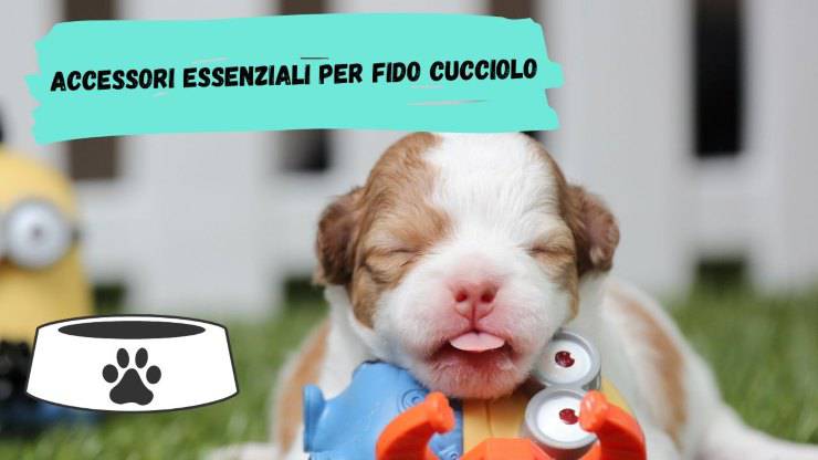 Accessori essenziali per il cucciolo di cane Accessori essenziali per il cucciolo di cane