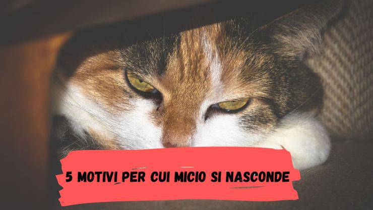5 motivi per cui il gatto si nasconde