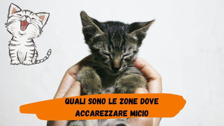 Accarezza qui il tuo gatto se vuoi farlo felice Accarezza qui il tuo gatto se vuoi farlo felice