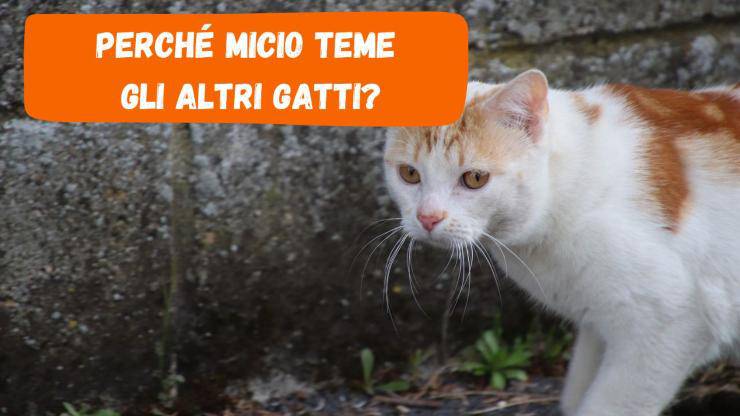 Perché il gatto teme gli altri gatti Perché il gatto teme gli altri gatti