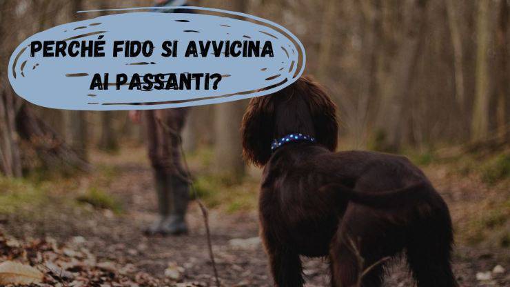 Perché il cane si avvicina ai passanti Perché il cane si avvicina ai passanti