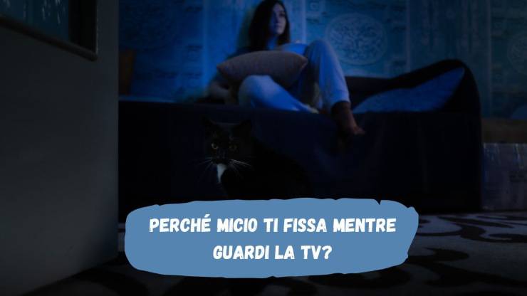 Il gatto ti fissa mentre guardi la tv Il gatto ti fissa mentre guardi la tv