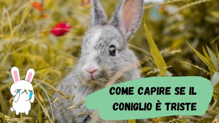 Come capire se il coniglio è triste Come capire se il coniglio è triste