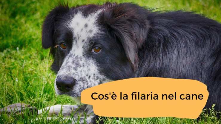 Filaria nel cane Filaria nel cane