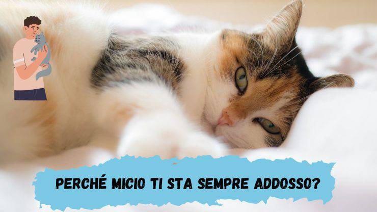 Il gatto mi sta sempre addosso Il gatto mi sta sempre addosso
