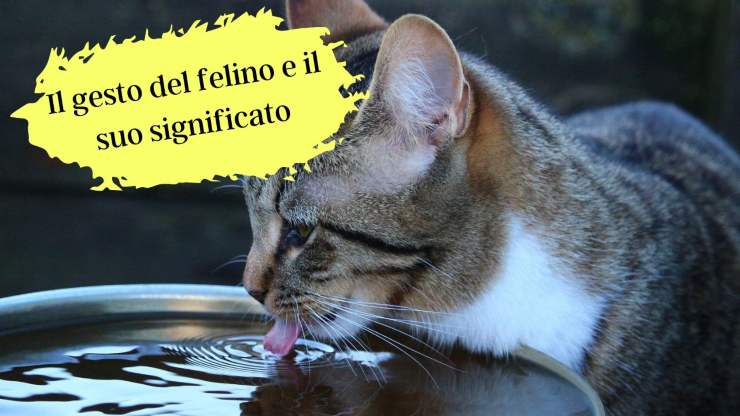 Se il gatto usa la zampa in questo modo