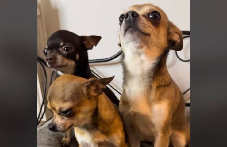 chihuahua tiktok video