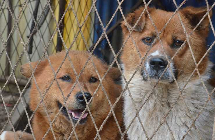 animali trovati Nas intervento
