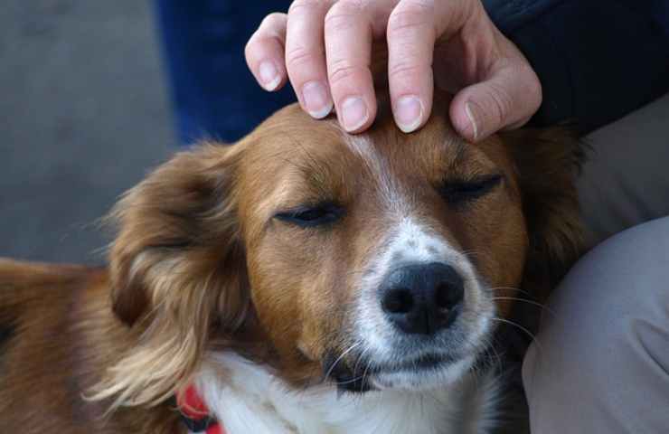 Uomo accarezza cane