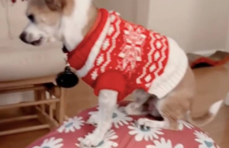 chihuahua donna preda dolori