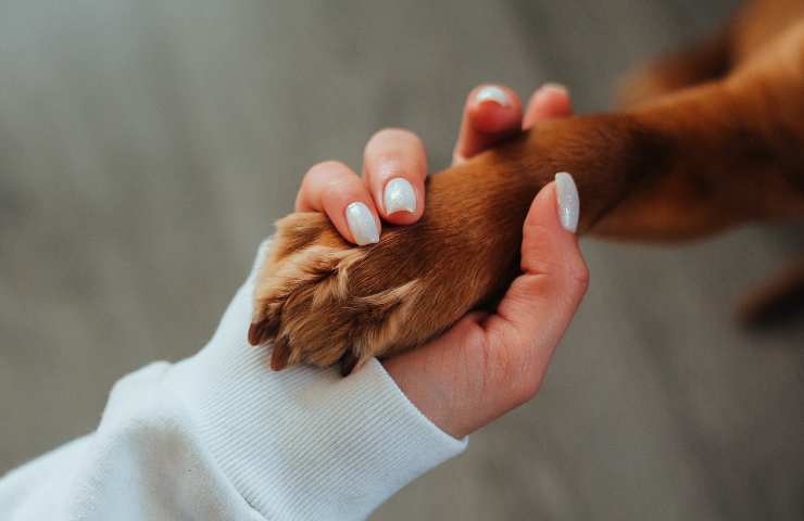 Zampa nella mano della donna