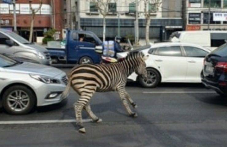 paura auto carreggiata animale