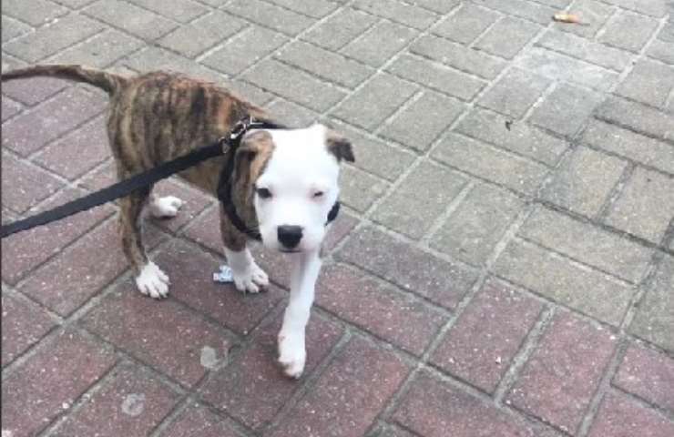 adotta cane pensando fosse pitbull