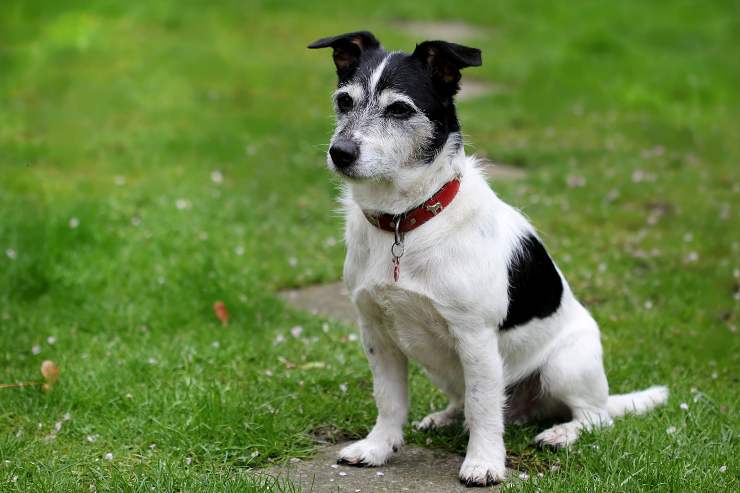 Fido curioso nel verde