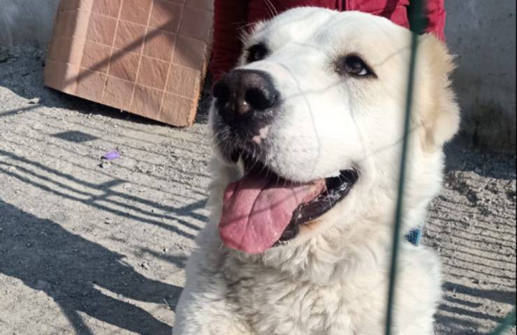cagnolina cerca casa Ucraina