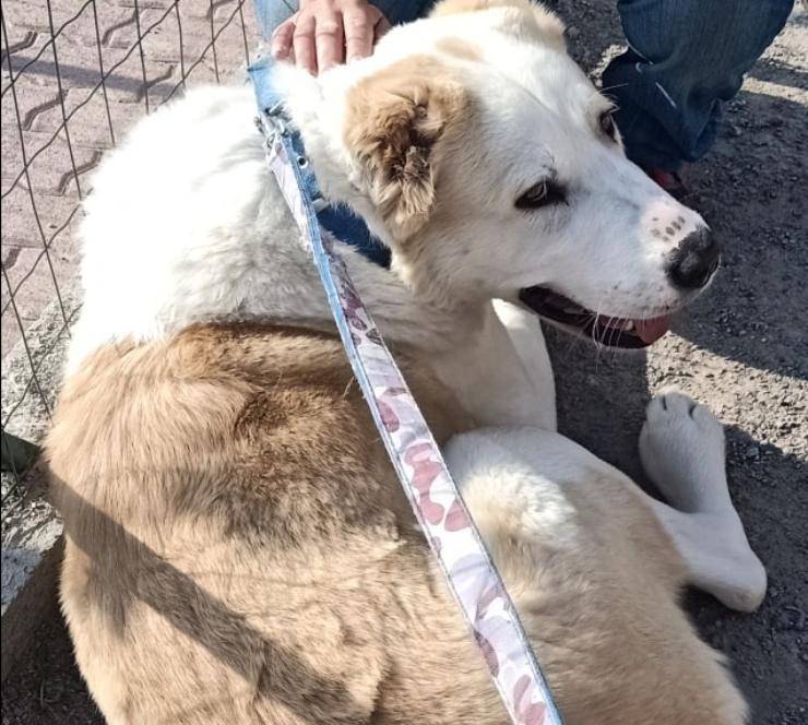 adozione Flora cagnolina Ucraina