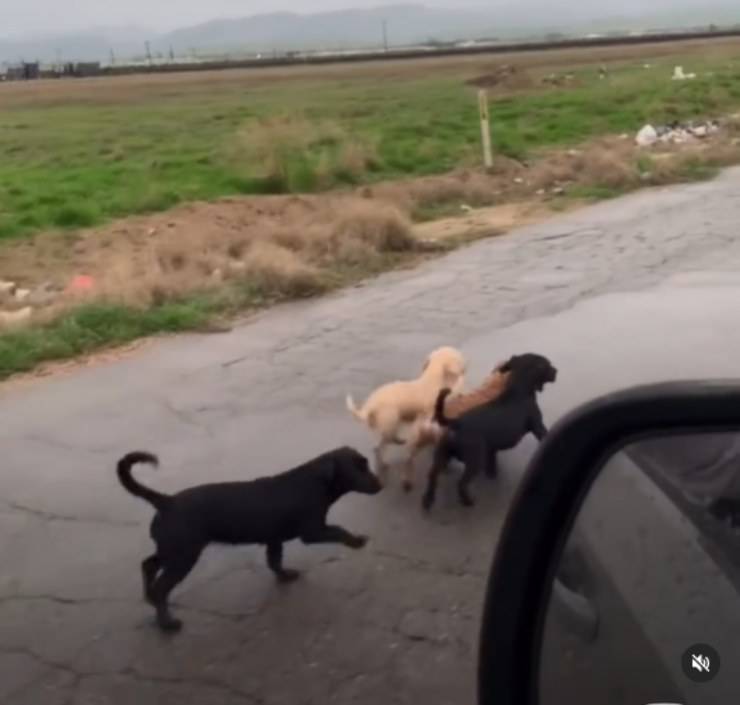 cagnolini cuccioli strada California