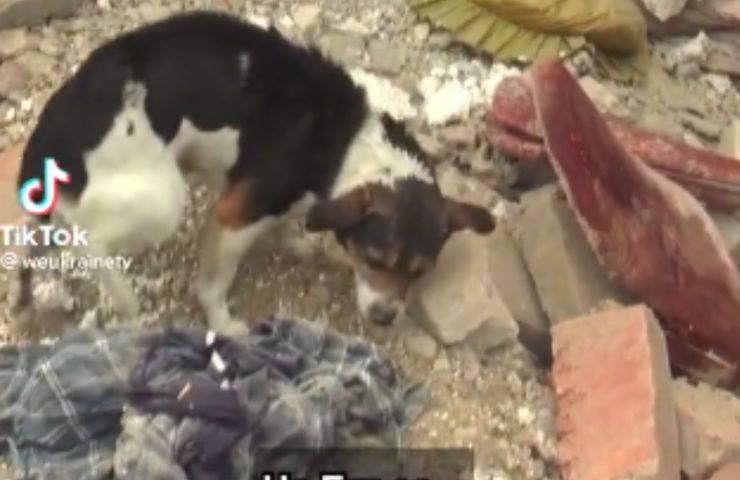 cagnolino Ucraina proprietari deceduti