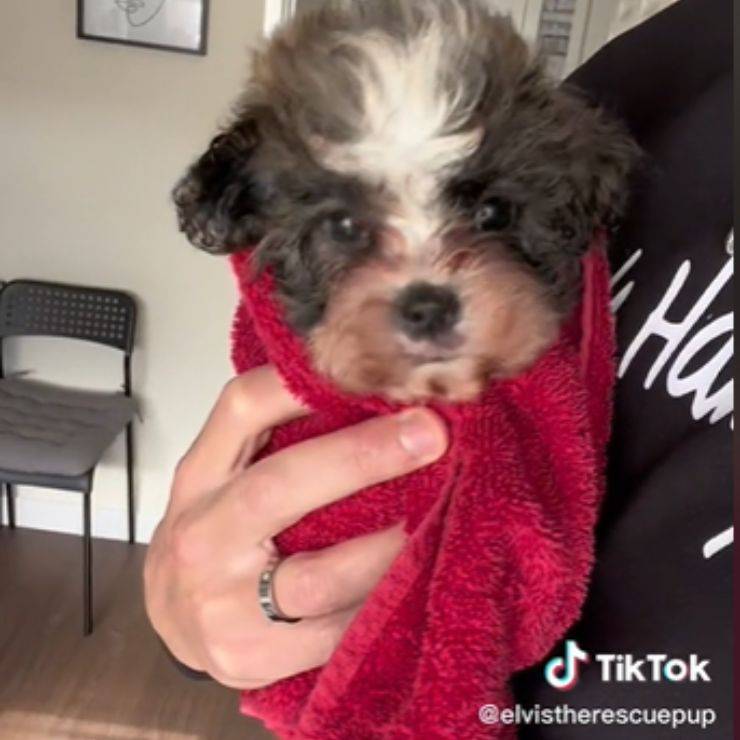 cagnolino trema Elvis abbandonato