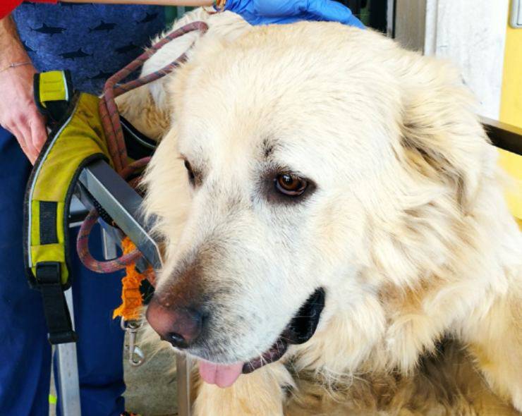 cane Pooh donatore sangue