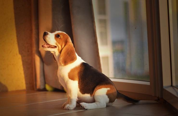 Cane aspetta