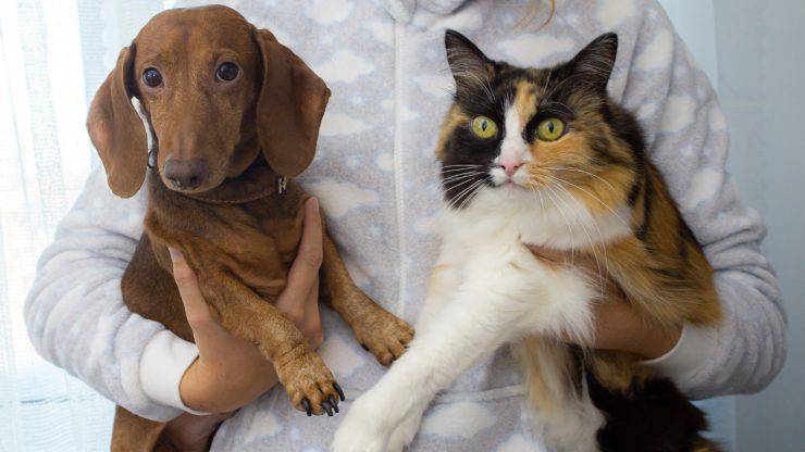 un cane e un gatto 