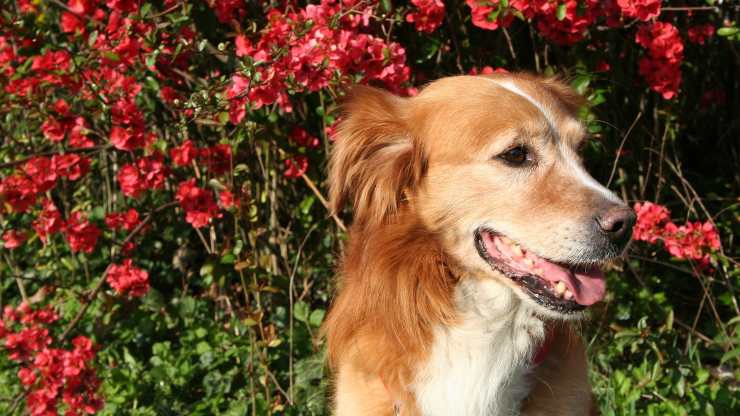 Cane in giardino