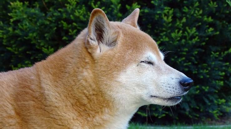 Cane marroncino chiaro