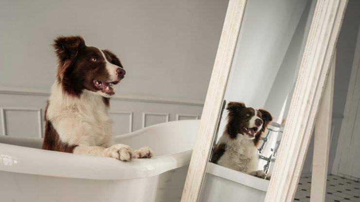 Cane pronto per il bagno
