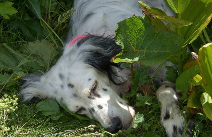 cane setter bianco e nero