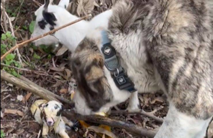 capretta nascita cane pastore