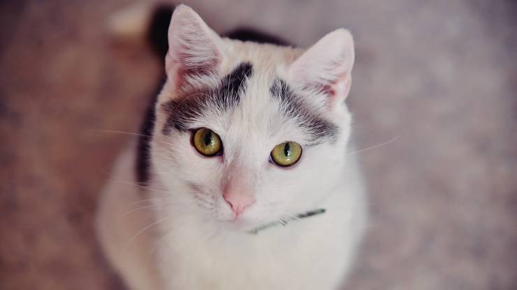 primo piano gatto