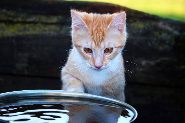 Il comportamento del gatto