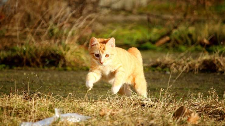gatto vivace 