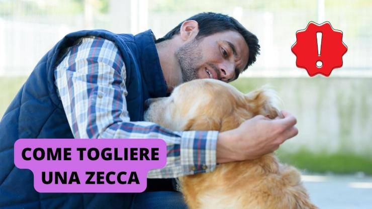 uomo e cane 