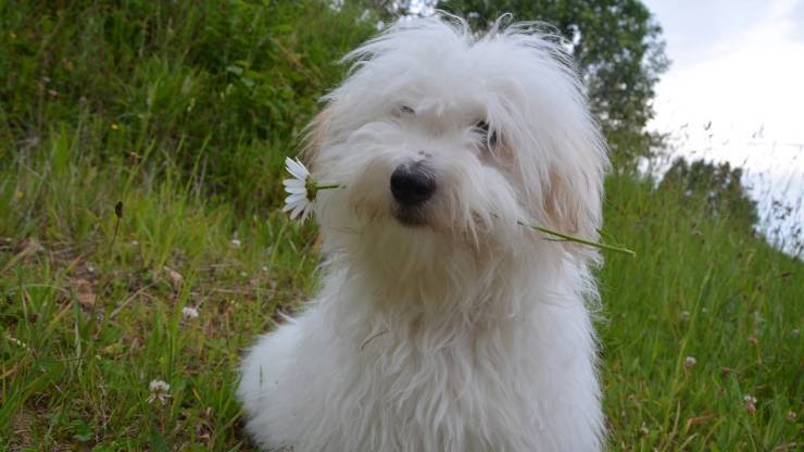 Cane nel prato