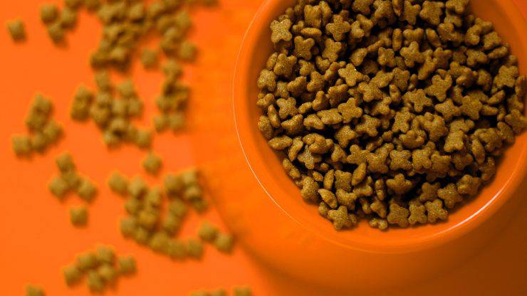ciotola con cibo per animali 