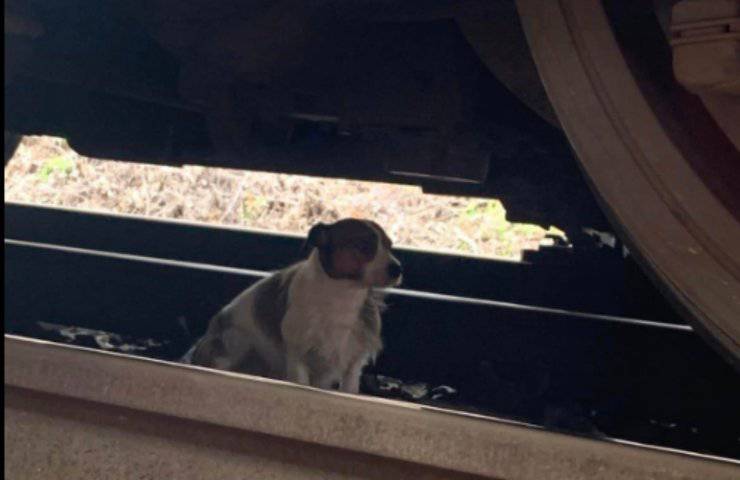 cucciolo binari treno pericolo