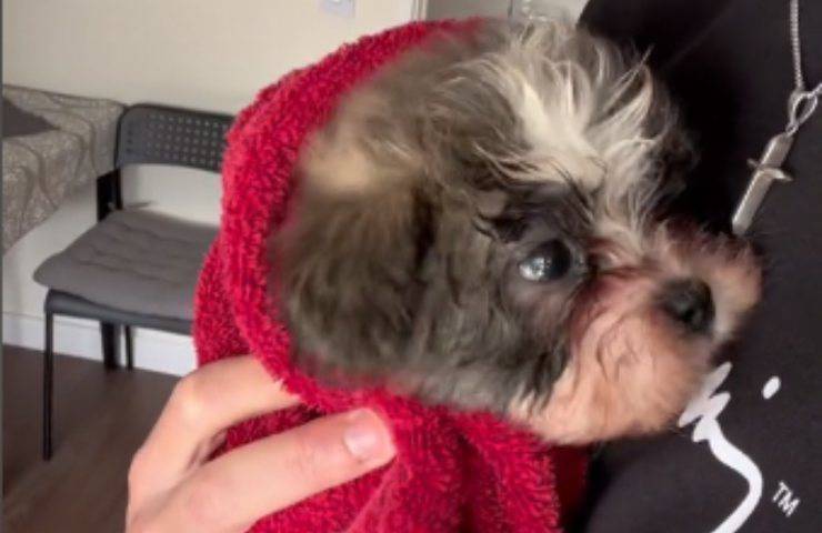 cucciolo cane tremante ossigeno