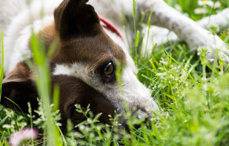 Cane nel prato 