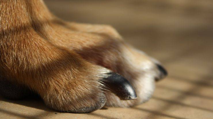 unghie e polpastrelli di un cane