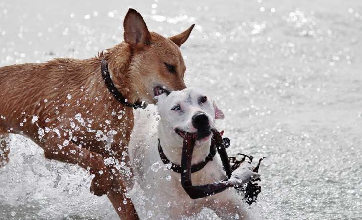 due cani nell'acqua