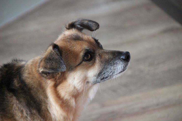 cane con orecchie basse