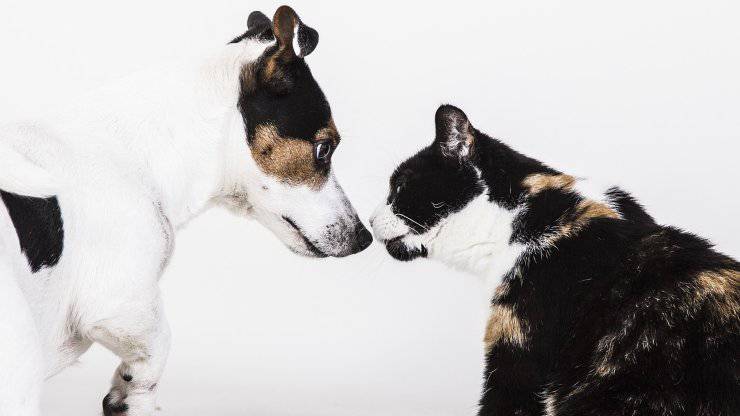 Cane e gatto a confronto
